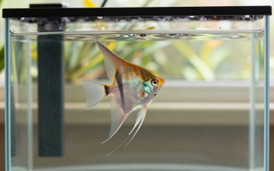 Angelfish Tank Size: Minimum Gallons for One, a Pair and a Group