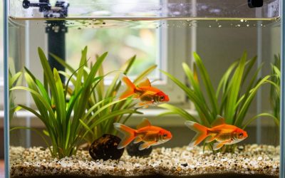 Aquarium Plants for Goldfish: Species That Survive Being Eaten