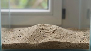 Aquarium Sand Substrate Pros and Cons: An Honest Answer (2026)