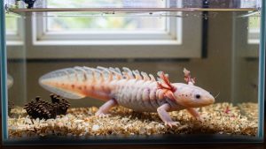 Axolotl Care Guide: Temperature, Diet, Lifespan and Tank Mates