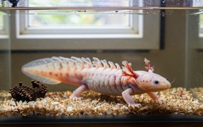 Axolotl Care Guide: Temperature, Diet, Lifespan and Tank Mates