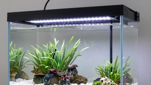 Best Aquarium LED Lighting in 2026: Compared and Ranked