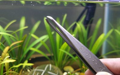 Best Aquarium Planting Tweezers in 2026: Compared and Ranked