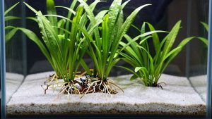 Best Aquarium Substrate for Rooted Plants Low Tech in 2026: Compared and Ranked