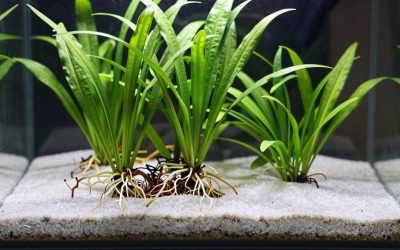 Best Aquarium Substrate for Rooted Plants Low Tech in 2026: Compared and Ranked