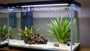 Best Aquariums in 2026: Compared and Ranked