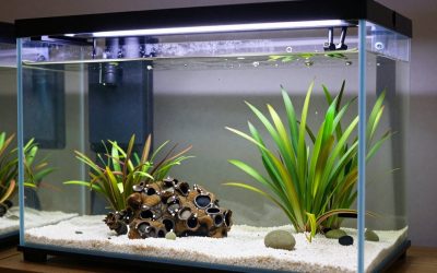 Best Aquariums in 2026: Compared and Ranked