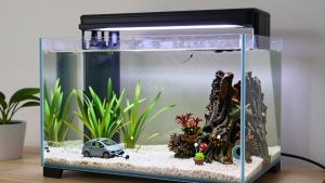 Best Aquariums for Beginners: Why 20 Gallons Beats a Tiny Tank