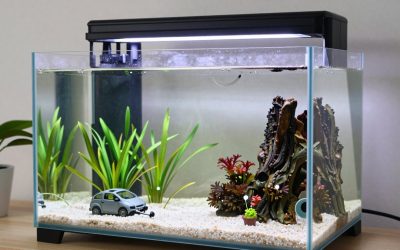Best Aquariums for Beginners: Why 20 Gallons Beats a Tiny Tank