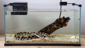 Best Ball Python Tanks in 2026: Compared and Ranked