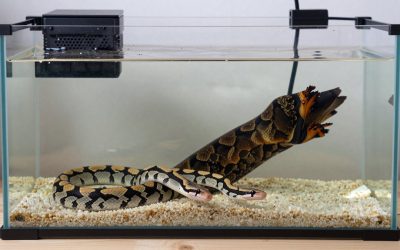 Best Ball Python Tanks in 2026: Compared and Ranked
