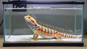 Best Bearded Dragon Tanks in 2026: Compared and Ranked
