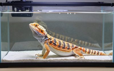 Best Bearded Dragon Tanks in 2026: Compared and Ranked