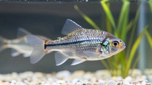 Best Beginner Freshwater Fish: 15 Hardy Species and Tank Sizes
