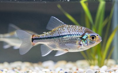 Best Beginner Freshwater Fish: 15 Hardy Species and Tank Sizes