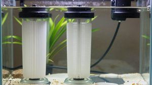 Best Canister Filters for 100 Gallon Aquariums: Flow Math and Picks