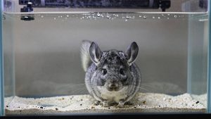 Best Chinchilla Dust Bath Supplies