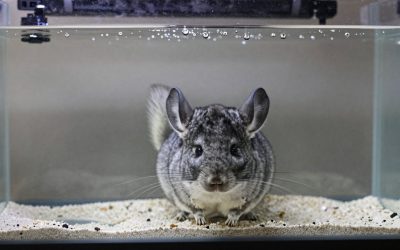 Best Chinchilla Dust Bath Supplies