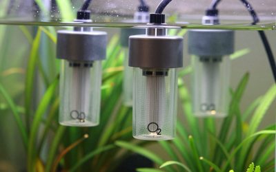 Best CO2 Diffusers for Planted Aquariums: Inline vs In-Tank Explained