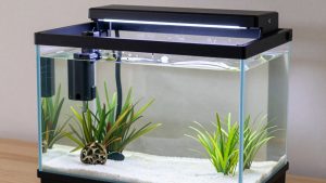 Best Equipment for 29 Gallon Aquarium in 2026: Compared and Ranked