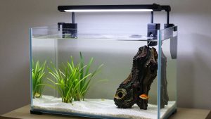Best Fish Tanks for Small Spaces in 2026: Compared and Ranked