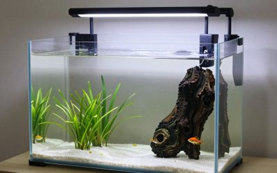 Best Fish Tanks for Small Spaces in 2026: Compared and Ranked