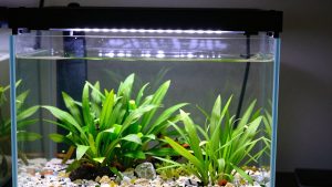 Best Led Light for 10 Gallon Planted Aquarium in 2026: Compared and Ranked