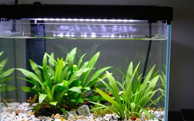 Best Led Light for 10 Gallon Planted Aquarium in 2026: Compared and Ranked