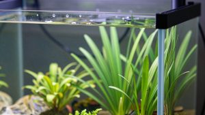 Best Led Light for 20 Gallon Planted Tank in 2026: Compared and Ranked