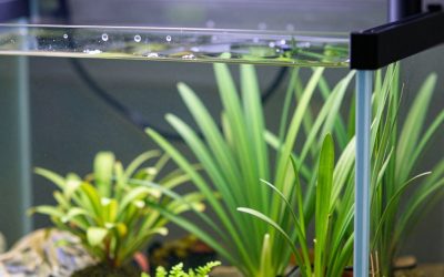Best Led Light for 20 Gallon Planted Tank in 2026: Compared and Ranked