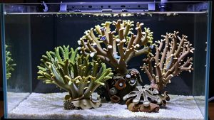 Best Led Light for 75 Gallon Reef Aquarium in 2026: Compared and Ranked
