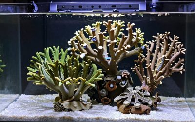Best Led Light for 75 Gallon Reef Aquarium in 2026: Compared and Ranked