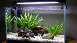 Best Led Light for Low Tech Planted Aquarium in 2026: Compared and Ranked