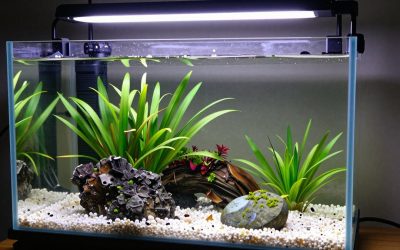 Best Led Light for Low Tech Planted Aquarium in 2026: Compared and Ranked