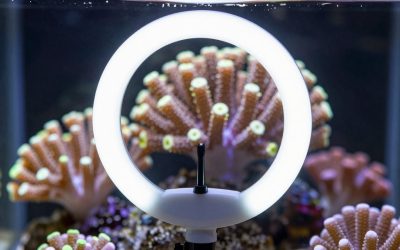 Best Macro Ring Lights for Coral and Macro Shots