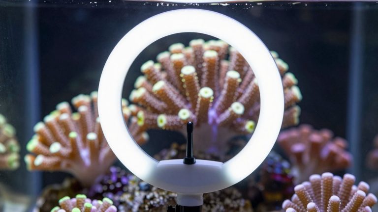 Best Macro Ring Lights for Coral and Macro Shots