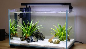 Best Nano Aquariums under 10 Gallons in 2026: Compared and Ranked