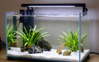 Best Nano Aquariums under 10 Gallons in 2026: Compared and Ranked