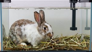 Best Rabbit Hay Feeders for Mess-Free Feeding