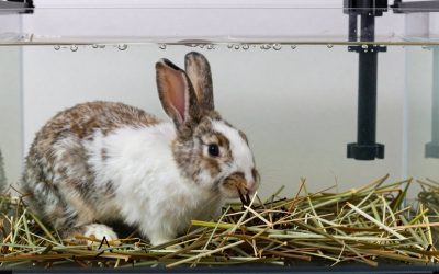 Best Rabbit Hay Feeders for Mess-Free Feeding