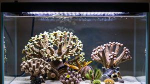 Best Reef Tank Lights in 2026: Compared and Ranked
