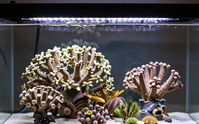 Best Reef Tank Lights in 2026: Compared and Ranked