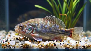 Best Substrate for Corydoras Aquarium in 2026: Compared and Ranked