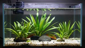 Best Substrate for Freshwater Planted Nano Tank in 2026: Compared and Ranked