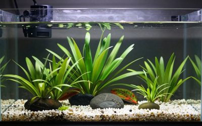Best Substrate for Freshwater Planted Nano Tank in 2026: Compared and Ranked