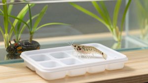 Best Water Test Kit for Freshwater Shrimp in 2026: Compared and Ranked