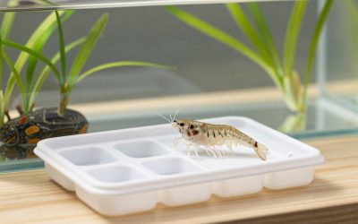 Best Water Test Kit for Freshwater Shrimp in 2026: Compared and Ranked