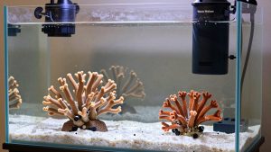 Best Wave Makers and Powerheads for Reef Water Circulation in 2026: Compared and Ranked