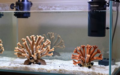 Best Wave Makers and Powerheads for Reef Water Circulation in 2026: Compared and Ranked