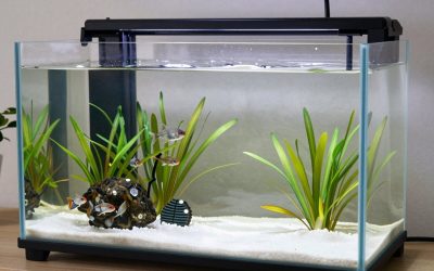 Best Ways to Maintain a Fish Tank: Weekly Routine